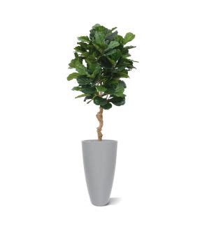 Ficus Exotica Artificiel Deluxe Cm Vert Produits En Exclusivit