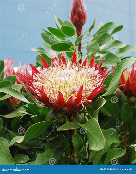 Protea Cynaroides Flower Stock Photo Image Of Flowerhead 45264606