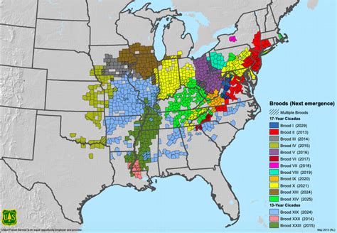 After 17 years, Brood X cicadas will re-emerge in part of North ...