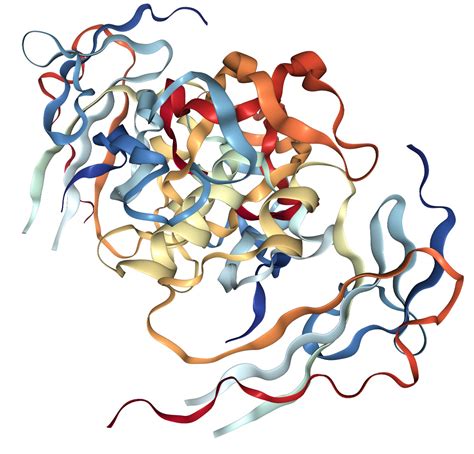 Bmp Protein Overview Sino Biological