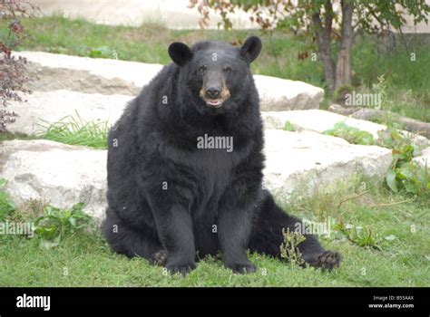 A black bear sitting in the grass Stock Photo - Alamy