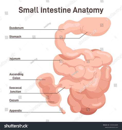 Small Intestine Diagram