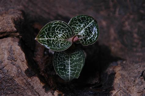 Anoectochilus Formosanus JEWEL ORCHID Cena Opinie Storczyki