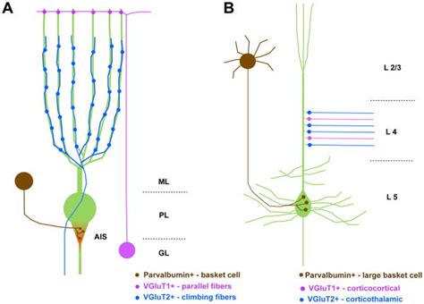 Deep Molecular Diversity Of Mammalian Synapses Why It Matters And How