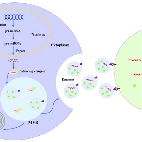 Biogenesis And Secretion Processes Of Exosomes And Exosomal Micrornas