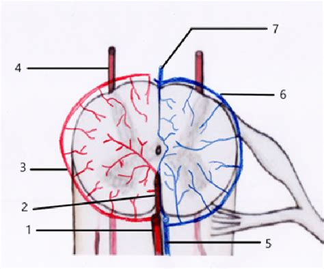 Irrigación Medular Arterial Y Venosa 1 Arteria Espinal Anterior 2