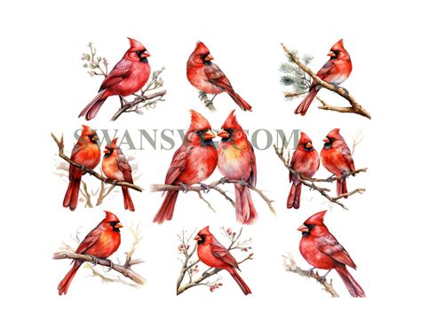 Watercolor Red Cardinal Clipart Memorial Cardinal Clipart Remembra Swansvg