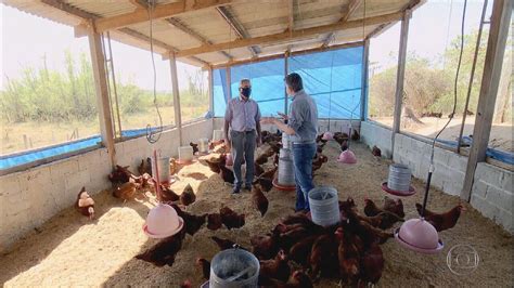 Aprenda A Montar Um Galinheiro De Qualidade E F Cil Globo Rural G