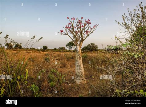 Adenium Obesum Desert Rose Omo Valley Ethiopia Stock Photo Alamy