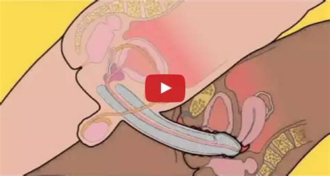 How To Insert Penis Into Vagina Amauter Gay