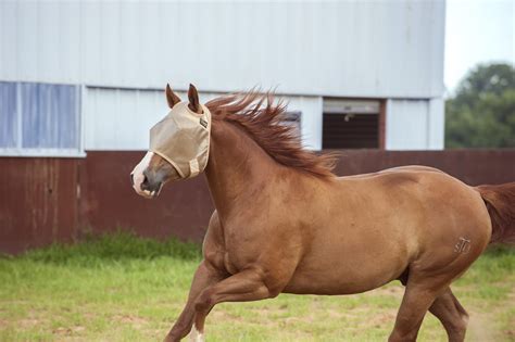 Equine Pests: The 'Most Wanted' List