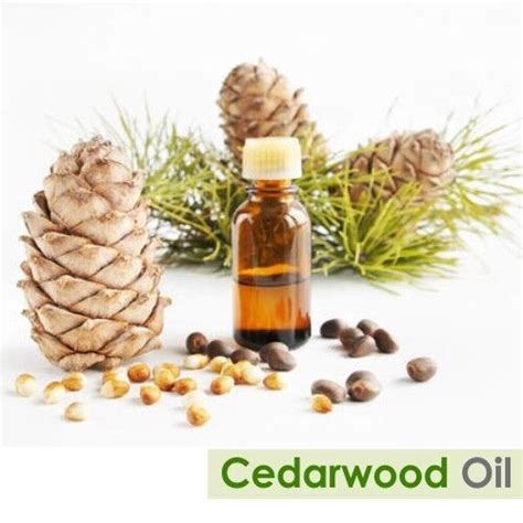 Salvia Cedarwood Cedrus Atlantica Pure Natural Essential Oil