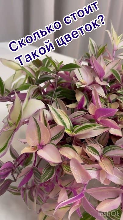 Традесканция Радужный холм - YouTube