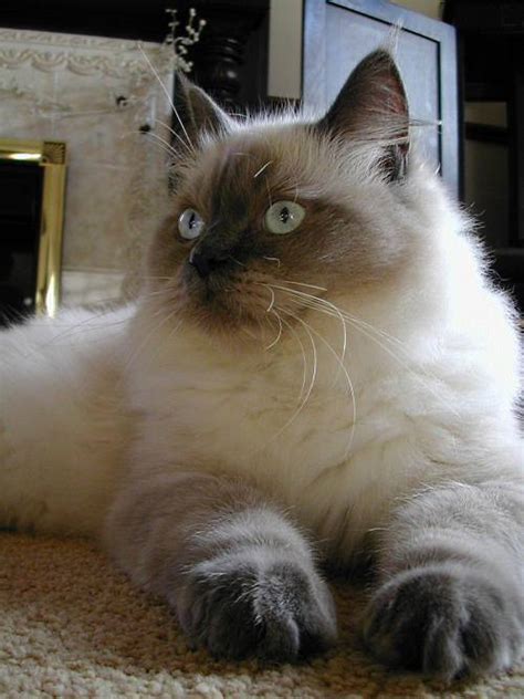 Ragdoll Cat Photo Gallery