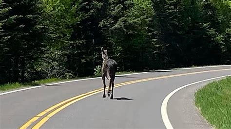 The Gunflint Trail A National Scenic Byway Rockwood Lodge And Outfitters