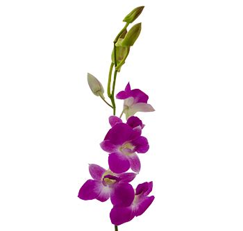 Loose Stem Dendrobium Orchid Flower Delivery Glendale AZ - Elite ...