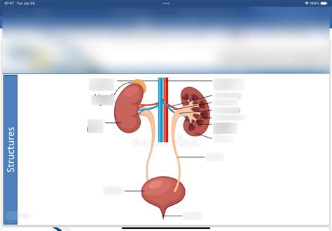 Structures Genitourinary System Diagram Quizlet