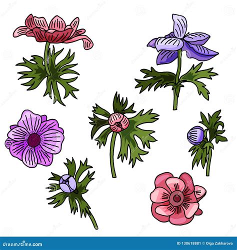 Vector Illustration Anemone Flowers Set Drawn Flowers And Leaves