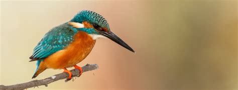 Indispensable Bird Photography Tips For Achieving Sharp Focus