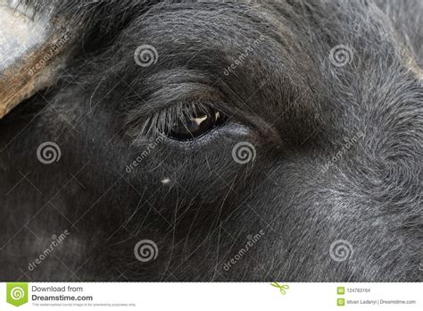 Eye of a water buffalo stock photo. Image of field, face - 124763164