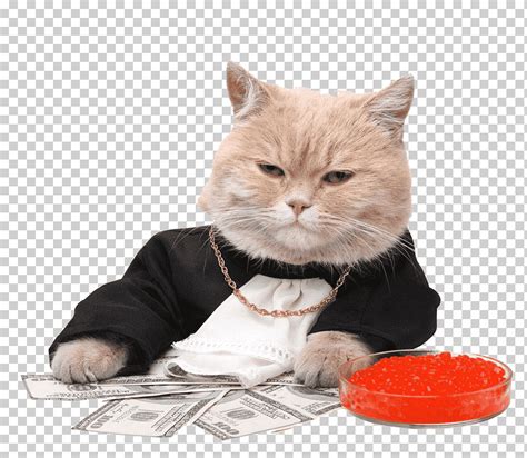 Dinero Stock Photography Gato Maneki Neko Lindo Gato Gordo Dinero