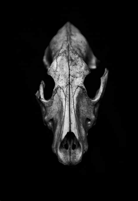 I Photographed Animal Skulls 8 Pics Bored Panda