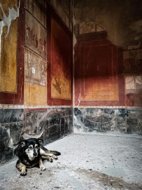 Pompei Addio Ad Argo Il Cane Custode Degli Scavi StabiaChannel It