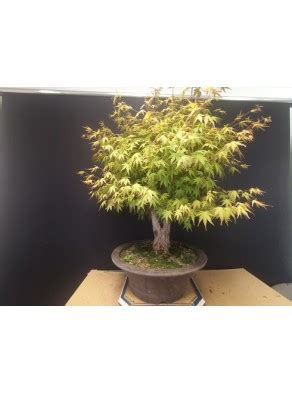 Acer Palmatum Yamamomiji 1 Bonsai Online