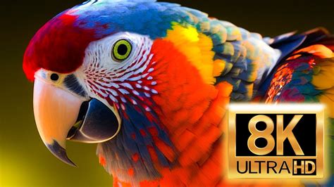 8K HDR 60fps Dolby Vision With Calming Sounds Colorful Birsd