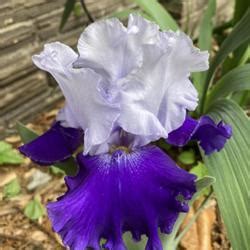 Tall Bearded Iris (Iris 'Over Alaska') in the Irises Database - Garden.org