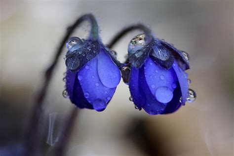 Flowers Fresh Rain Droplet Photograph By Romeo Koitmae