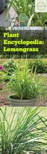 Plant Encyclopedia Lemongrass Bless My Weeds