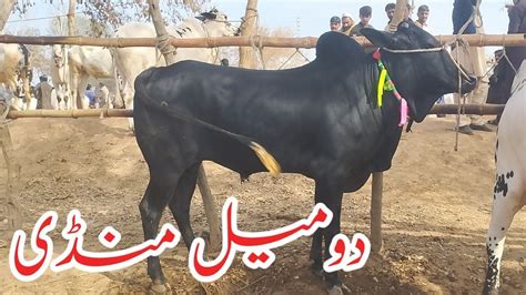 Domail Mandi Fatehjang Latets Update Ll Dhani Bulls Ll Part Ll