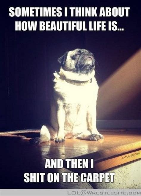 101 Lovable Pug Memes That Are Too Puggin' Cute