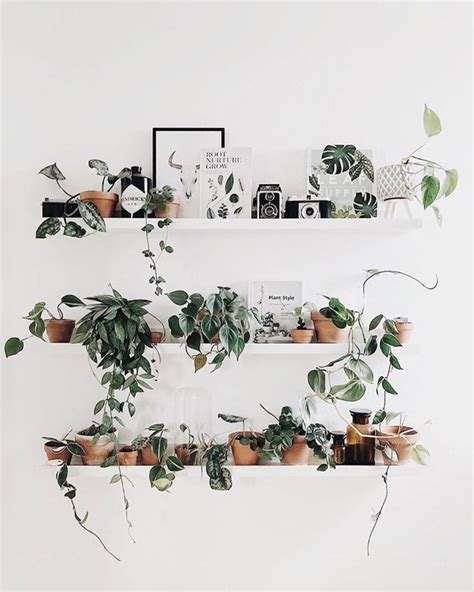 50 Plant Shelf Ideas For Your Home The Wonder Cottage Indoor Plant