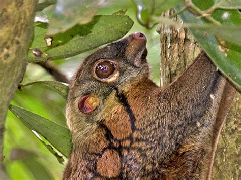 Sunda or Malayan Colugo - Galeopterus variegatus