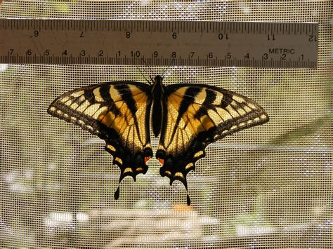 Huge Female Papilio Canadensis Caterpillar Eyespots