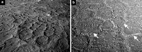 Thermal Contraction Crack Polygons Permafrost SpringerLink