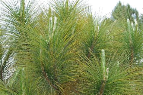 PINE NEEDLES on a YOUNG TREE Stock Photo - Image of growing, view: 110761698