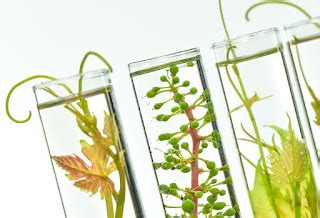 Microvine: A new model to study grapevine growth and developmental ... 