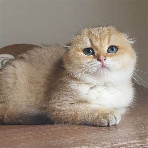 Scottish Fold And İskoÇ Kedİsİ Dişi Yavru