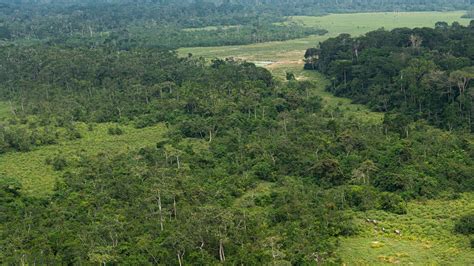 Islands In The Forest A Photo Exploration Of Congos Bai Ecosystem Hockridge The Bulletin