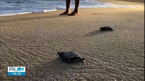 VÍDEO Mais de 50 tartarugas marinhas nascem na praia de Garça Torta