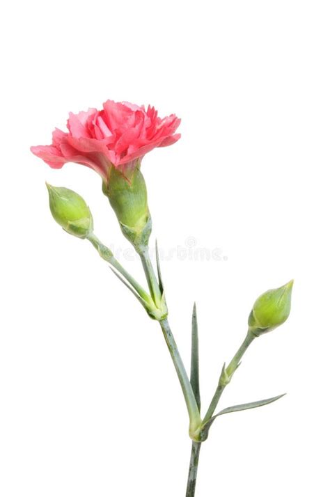 Pink carnation flower stock image. Image of stem, leaf - 101656903