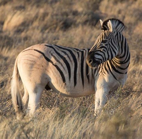 Don T Get Bit The Quagga Equus Quagga Quagga Is An Extinct