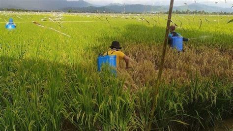 Tanaman Padi Diserang Hama Wereng Barang Coklat Di Aceh Barat Daya