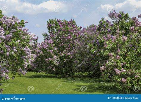 Rows Of Lilacs In Full Bloom Along A Grass Path Stock Photo Image Of