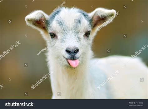 Funny Goat Puts Out Tongue Stock Photo 74675632 Shutterstock