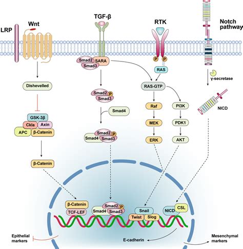 Wntβ Catenin Signaling Pathway After Activation Of The Representative Download Scientific