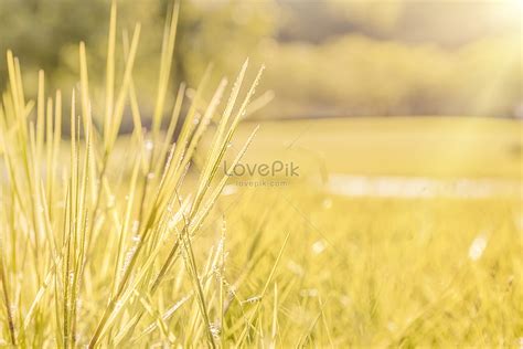 Yellow Grass Wallpaper Hd